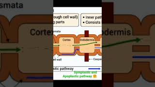 Symplastic and Apoplastic pathway 🤗l Part 2🏝️  viral botanysolution4054 [upl. by Ennovaj379]