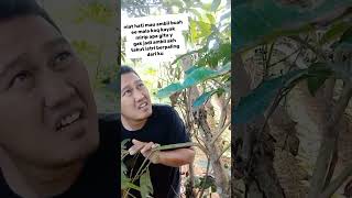 buah langkah lucu komedy [upl. by Bentlee]