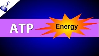 ATP Adenosine Triphosphate [upl. by Ginger]