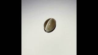 Sillimanite Cat’s Eye Gemstone 279ct India AK00195 gemstone naturalgems [upl. by Attehcram]