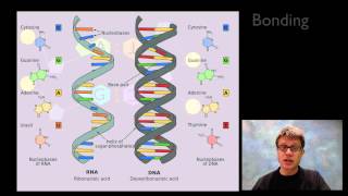 Nucleic Acids [upl. by Ludba]