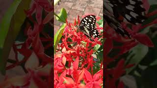 Ixora and butterfly contrast colors terracegarden gardening [upl. by Calendre761]