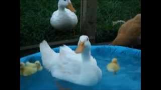 patos pollos y gallinas cancion infantil [upl. by Ludwig]