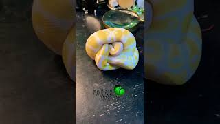 🐍Albino ball python🧪 molinarosnakelab royalpython ballpython snakebreeder reptiles albino [upl. by Lyrem966]