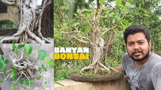 Banyan Bonsai Care  Ficus Benghalensis Bonsai Care  Bonsai ideas [upl. by Hassett58]