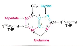 Biosynthesis of PurinesPurine synthesis Adenine and GuanineSalvage pathway DisordersEasy notes [upl. by Igic]