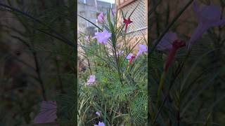 Blooming of the day youtubeshorts shorts gardening flowers [upl. by Cherey654]