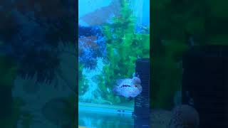 Flowerhorn tank setup [upl. by Jyoti778]