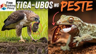 TOP 5 PESTENG HAYOP at ang kanilang MORTAL NA KALABAN [upl. by Sisak769]