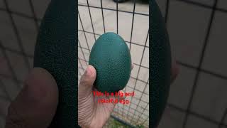 This egg is unfertilized but still a cool thing to see birds egg emu shortvideo [upl. by Sherr]