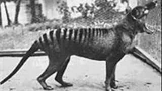 Extinct Animals 20th Century [upl. by Odessa]