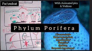 Animation lecture Of Phylum Porifera in Eng \hindi  Class 11 Mdcat animation [upl. by Greenwell135]