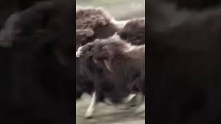 Polar musk ox saves the cub from wolves [upl. by Tiebout106]