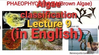 Algae Lecture 9   classification of Algae [upl. by Yleak]