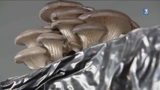 Les pleurotes des champignons cultivés dans le Tarn [upl. by Yemane]