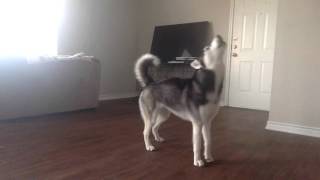 My Husky Sequoia Howling while Home Alone [upl. by Aliekahs896]