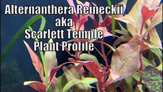 Alternanthera Reineckii  Plant Profile [upl. by Ahterod]