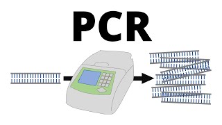 How PCR Polymerase Chain Reaction works explained in 1 minute [upl. by Shank]