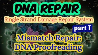 Mismatch Repair by DNA Polymerase Proofreading  3 to 5 Exonuclease Activity by DNA Polymerase [upl. by Forester]