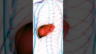 DubinJohnson Syndrome The Basics in a BlinkShortsKey facts usmleneetpgplabfmge [upl. by Akerehs]