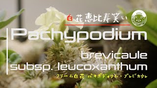 Pachypodium brevicaule subsp leucoxanthum [upl. by Aerona]