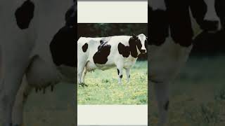 Cow Sound Effect [upl. by Siul]