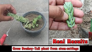 how to grow donkey tail plant from stem cuttings  sedum morganianum propagation from stem cuttings [upl. by Gerius990]