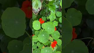 Nasturtium known as Texao in the Andes the place of origin Tropaeolum majus [upl. by Dre]