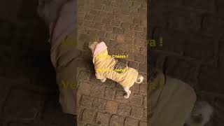 🐕 Veniți la Craiova youtubeshorts craiova romania christmas animals travel tourism french [upl. by Bulley]