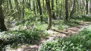 Penrhos Nature reserve secret garden the old Stanley garden ruins in all their splendour [upl. by Adlitam910]