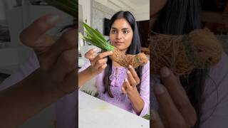 Let’s make Parrot for festival decor DIY festivaldecor toranam parrotvideo diwalidecor shorts [upl. by Roi791]