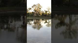 SANDPIPERS IN THE MORNING birds nature naturelovers wildlife naturephotography sandpiper [upl. by Lauren760]