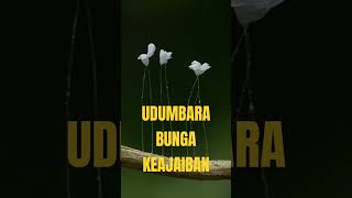 UDUMBARA BUNGA KEAJAIBAN [upl. by Eckhardt]