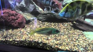 Buccochromis Nototaenia KGTropicals Favorite African Cichlid whats yours [upl. by Warwick980]