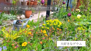 【あおねこガーデンだより14】56立夏 大好きなゲウムの開花庭仕事→バラの芽欠き光合成細菌の葉面散布5月上旬の北海道ガーデン ガーデニングvlog gardening 庭のある暮らし [upl. by Nnayllas]