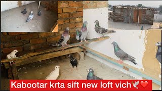 Kabootar krta sift new loft vich🕊️❤️ [upl. by Legyn]