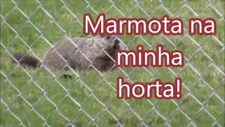 Vem conhecer uma marmota americanaGroundhog [upl. by Kcired]