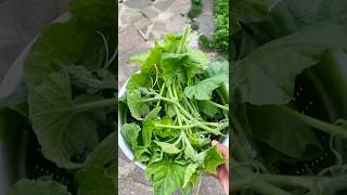 Lau pata and potato picking gardening laupata potato shortsvideo farzana’sdiary youtuberlife [upl. by Ranee928]