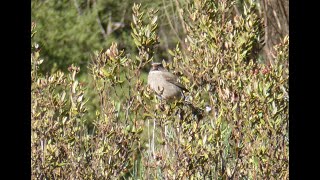 Protea Canary Crithagra leucoptera Kransvleipoort South Africa 28 July 2012 [upl. by Loeb883]