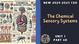 🎯The Chemical Sensory Systems  AP Psychology Unit 1 Part 6🎯 [upl. by Huston]