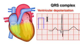 ECG Basics 810  QRS Complex [upl. by Beedon]