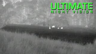 Spotting Hogs at 500 Yards with the Pulsar HD19A Thermal Monocular [upl. by Lowis166]