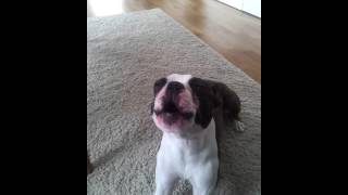 Boston Terrier Howling [upl. by Shena]