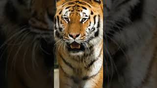 Tiger growling soundshorts video [upl. by Camala]