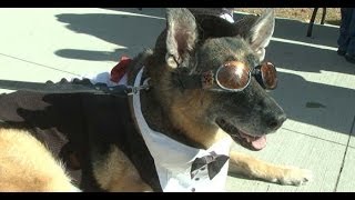 Paws for Parkinsons Kicks Off another 5K Run and Raises Funds to help Find a Cure [upl. by Eneroc61]