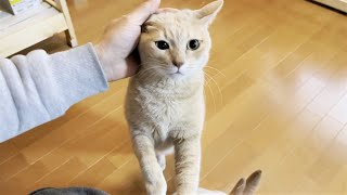 「ごはんちょうだい」が遠慮深い猫 [upl. by Epps]