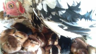 Wow My two hen hatch more chiksshamo and native hen  kbs life tv [upl. by Avril]