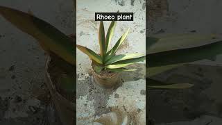 Rhoeo plant ki cuttingshortsbalcony plants [upl. by Aroc]