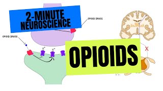 2Minute Neuroscience Opioids [upl. by Pantin]