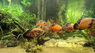 Astronotus ocellatus XXL Aquarium mit Beifische [upl. by Atnoved]